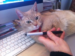 poes Pippy op toetsenbord