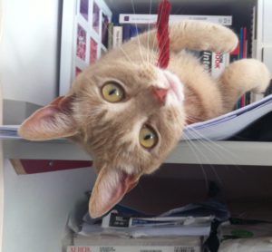 poes Pippy bij het papier