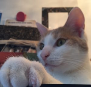poes Cookie op beeldscherm