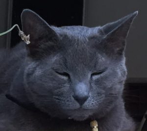 poes Zina in raam