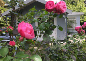 blauwe tuinhuis achter de roze rozen