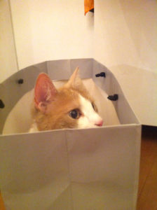 kat in de zak
