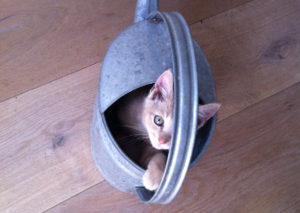 Pip in gieter