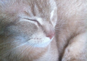 Pip close up