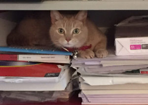 Pip en papier