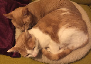 Samen in 1 mandje