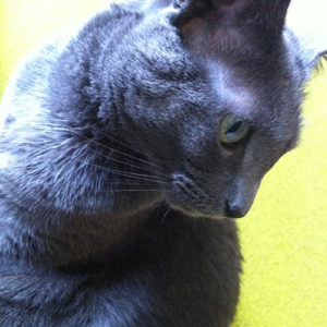 poes Zina