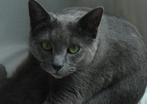 Zina